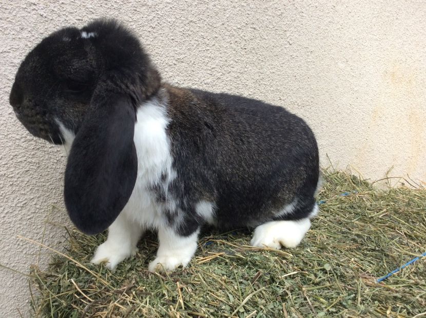 147ED044-0E44-46E8-A07E-B5ECB770DFE3 - De vinzare