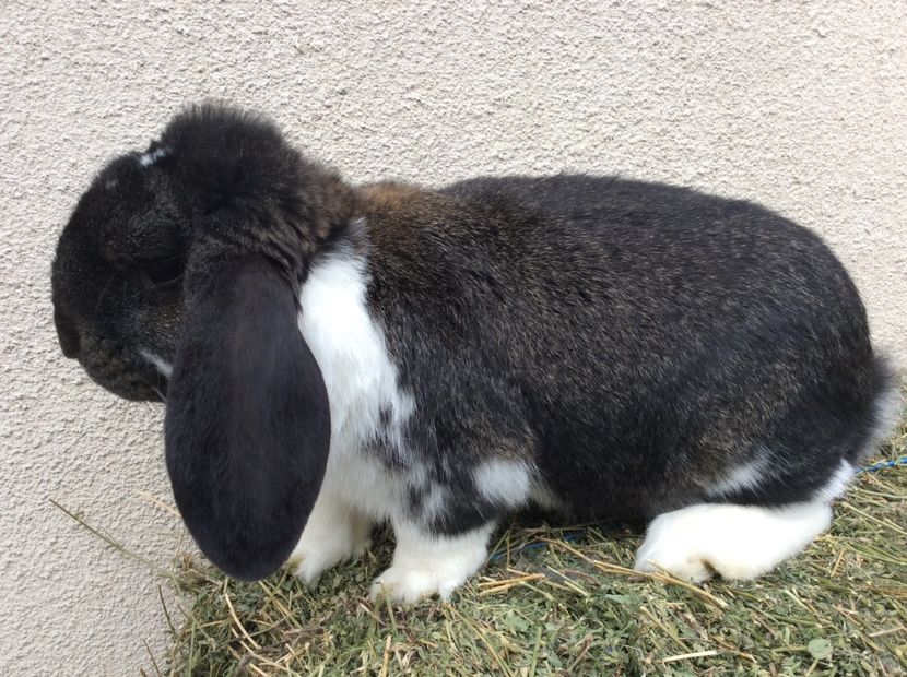 908FD47B-3995-4734-832D-BC85AE5761FA - De vinzare