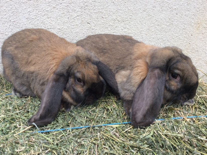 966C1308-56EB-4EC2-8EEC-398659BBA41E - De vinzare