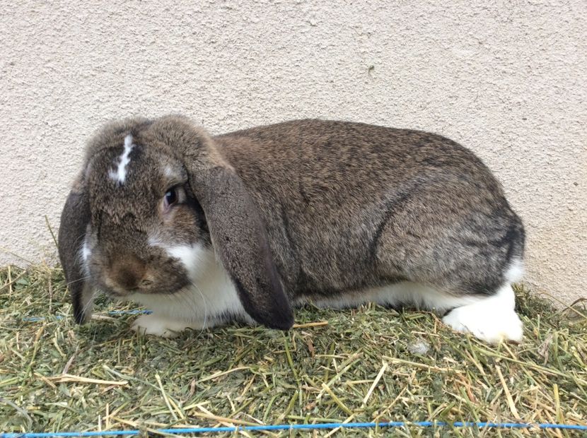 CBBDA687-4D84-4677-9638-708C2A18243E - De vinzare