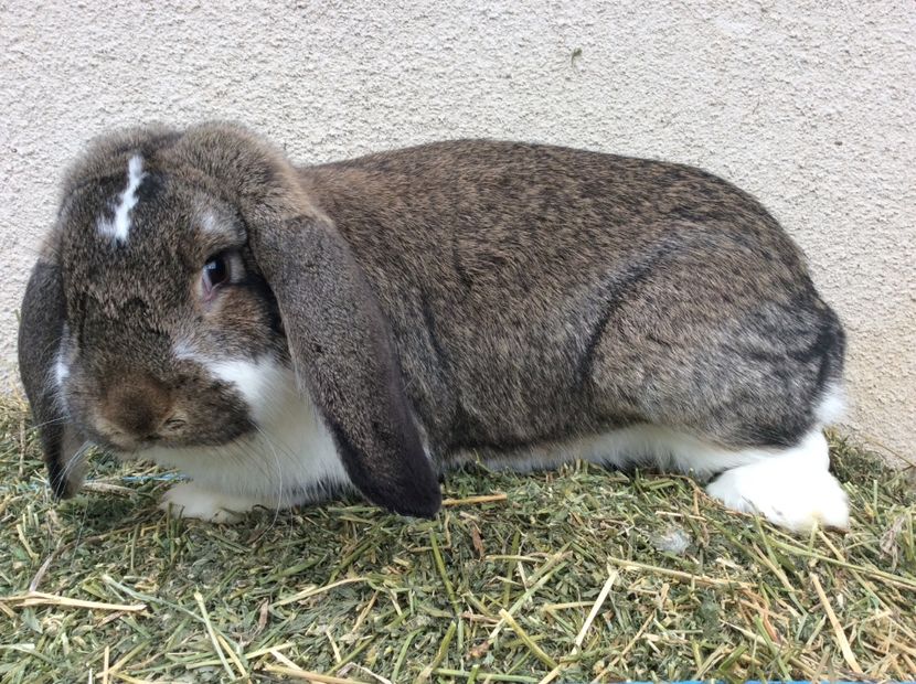 99B8F417-27AE-426B-A8D4-9105A4AB5D4F - De vinzare