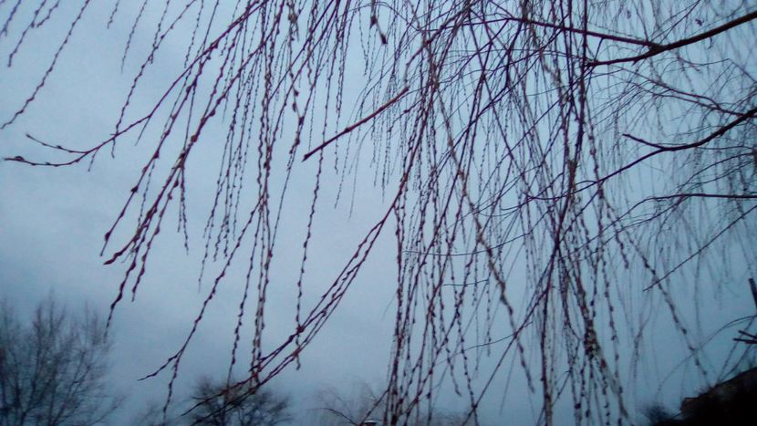 Salix alba Tristis - Salcia plangatoare - Seara la plimbare
