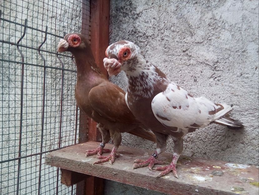 Perechea 2 - Carunculați 2018