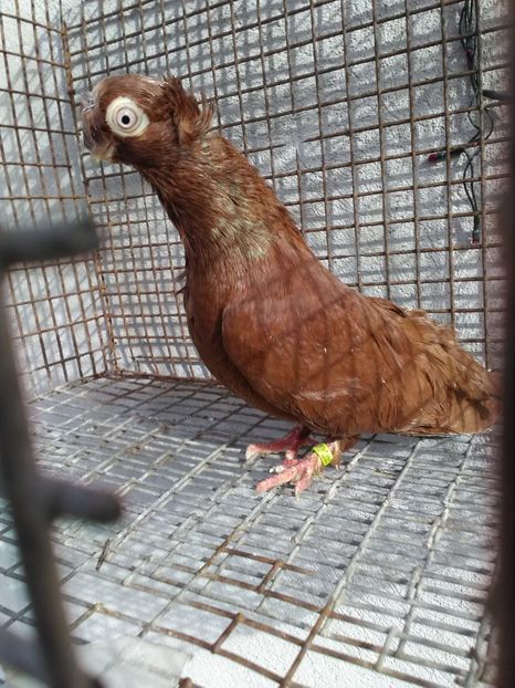  - Dublu moțați de calarasi