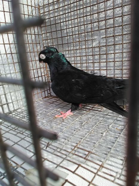  - Dublu moțați de calarasi