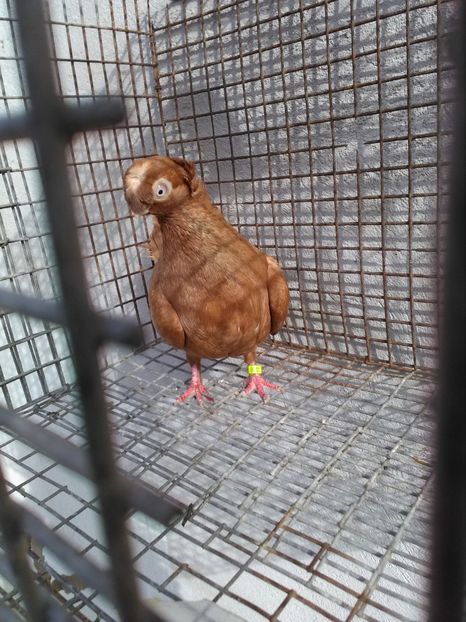  - Dublu moțați de calarasi