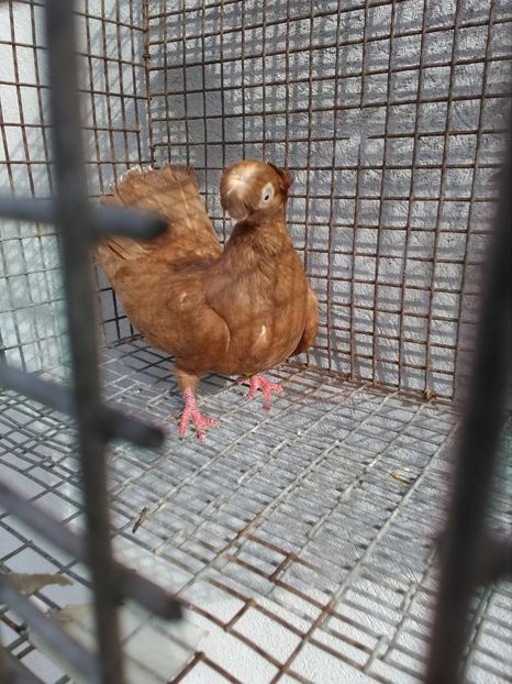  - Dublu moțați de calarasi