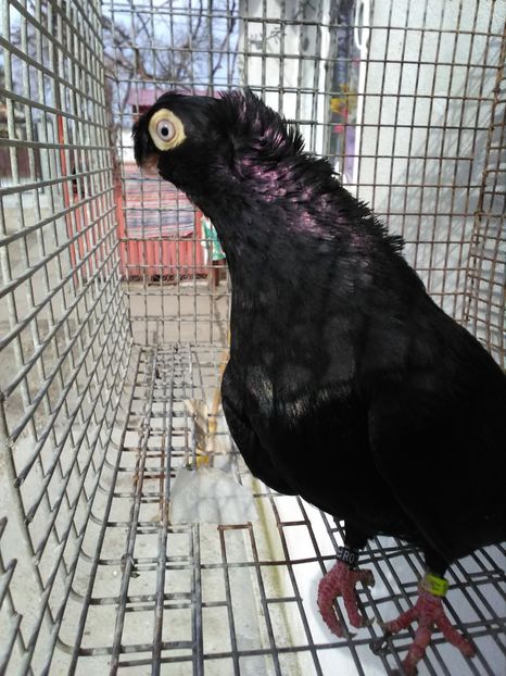  - Dublu moțați de calarasi