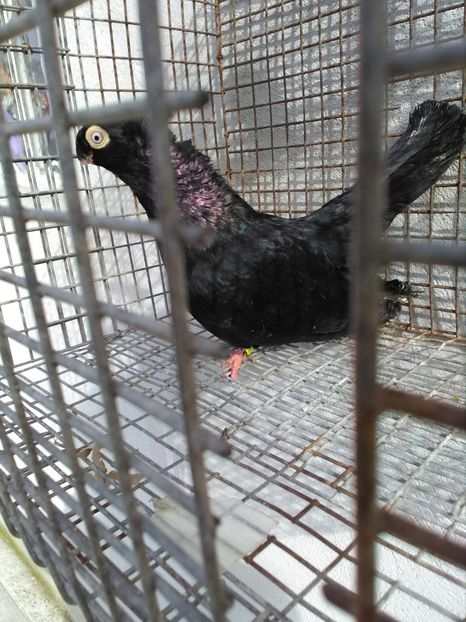  - Dublu moțați de calarasi