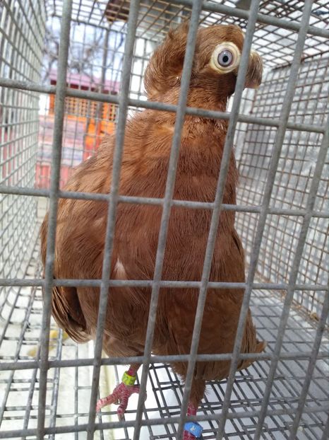  - Dublu moțați de calarasi