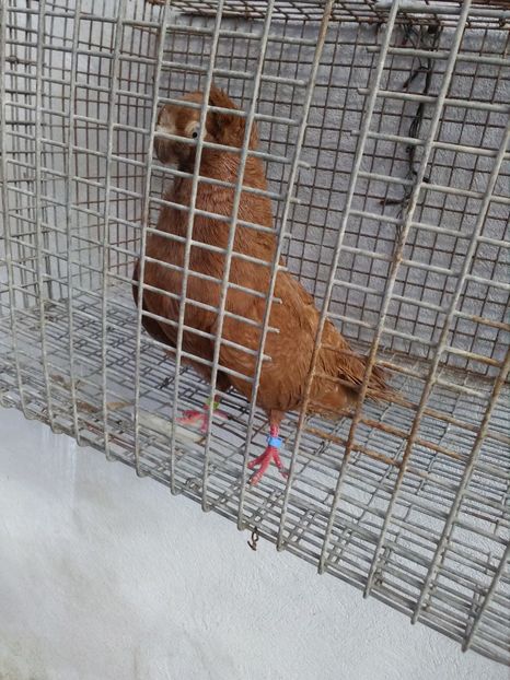  - Dublu moțați de calarasi