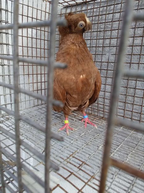  - Dublu moțați de calarasi