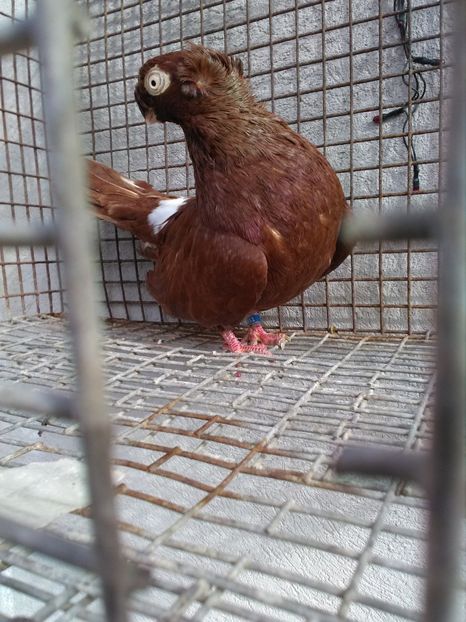  - Dublu moțați de calarasi