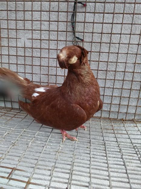  - Dublu moțați de calarasi