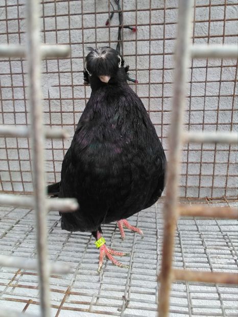  - Dublu moțați de calarasi