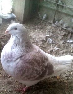 110499596_CQPCMXR3 - - A - CRESCATOR POLIVALENT