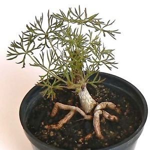 Pelargonium aridum - Ce-i frumos si lui Dumnezeu ii place