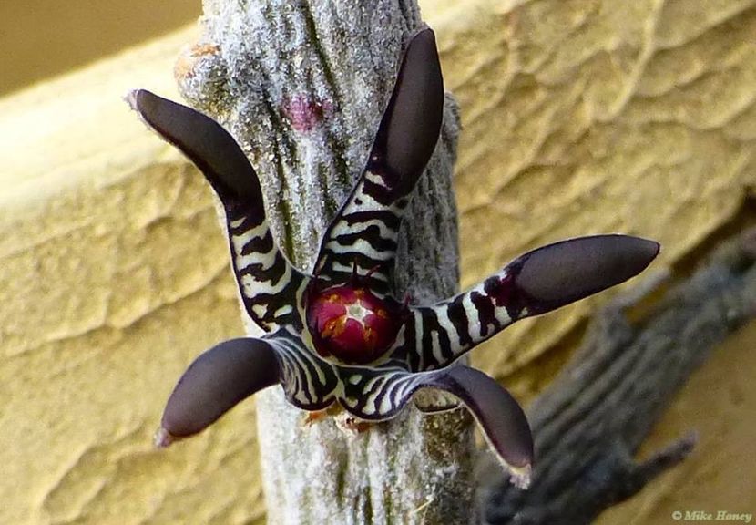 Stapelia huernia orbea - Ce-i frumos si lui Dumnezeu ii place