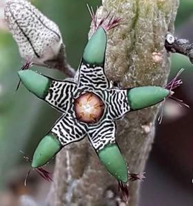 Stapelia huernia orbea - Ce-i frumos si lui Dumnezeu ii place