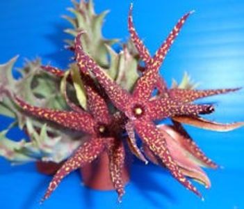 Caralluma lutea vaga GIANT - Ce-i frumos si lui Dumnezeu ii place