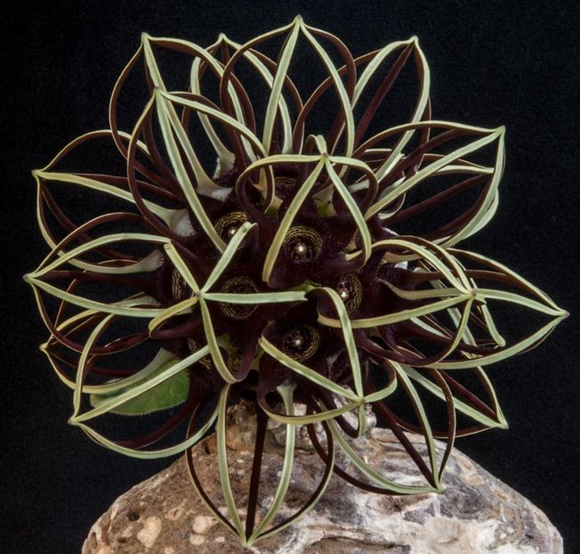 Brachystelma barberae - Ce-i frumos si lui Dumnezeu ii place