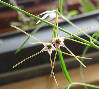 Brachystelma filifolium - Ce-i frumos si lui Dumnezeu ii place