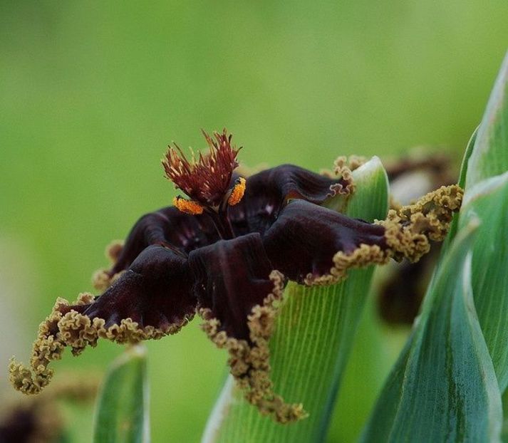 Brachystelma buchanani - Ce-i frumos si lui Dumnezeu ii place