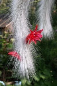 Hildewintera colademononis (Monkeytail Cactus) - Ce-i frumos si lui Dumnezeu ii place