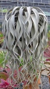 Tillandsia xerographica - Ce-i frumos si lui Dumnezeu ii place