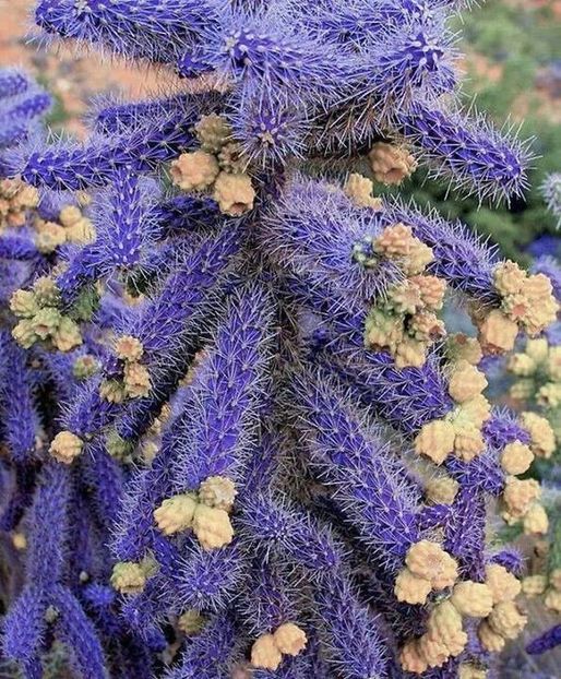 Cactus canaya - Ce-i frumos si lui Dumnezeu ii place