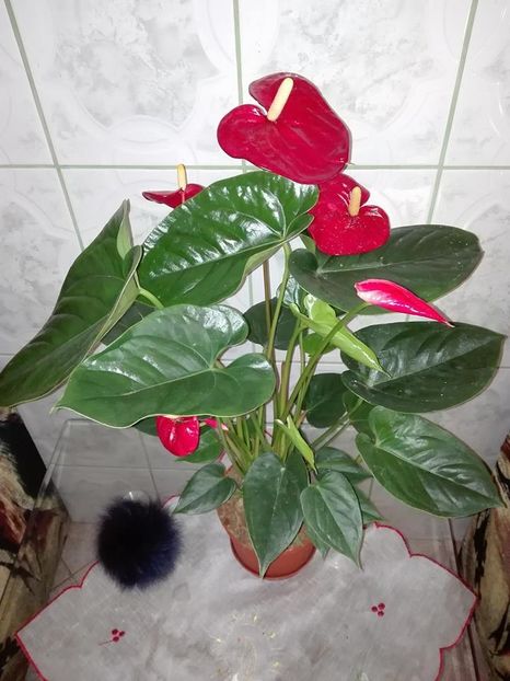 anthurium - flori in casa