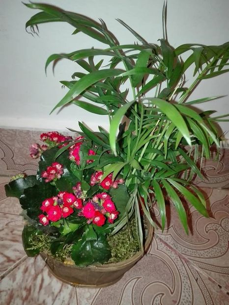 kananchoe - flori in casa