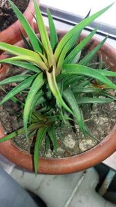 110475952_FSLPAIS (1) - flori in casa