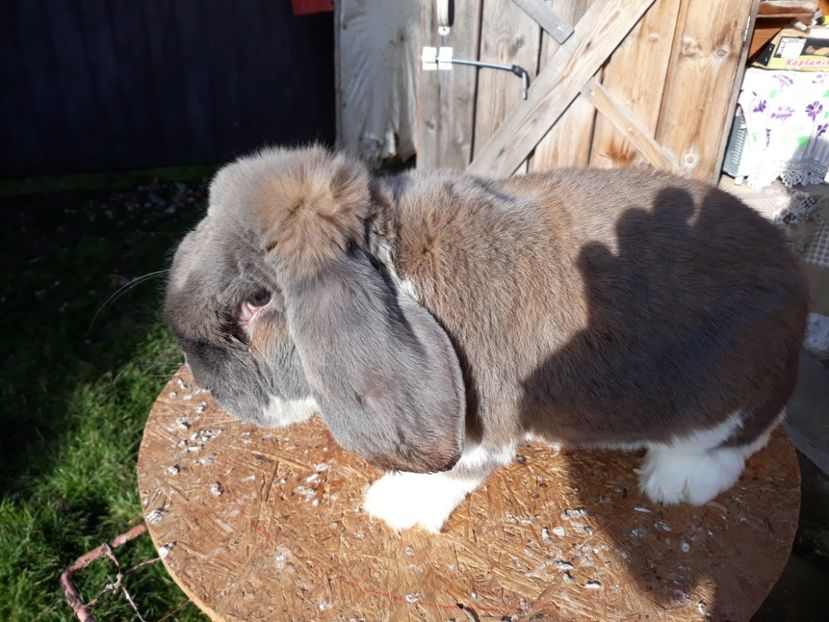  - 5 Mascul isabel mantulat