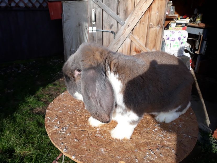  - 5 Mascul isabel mantulat