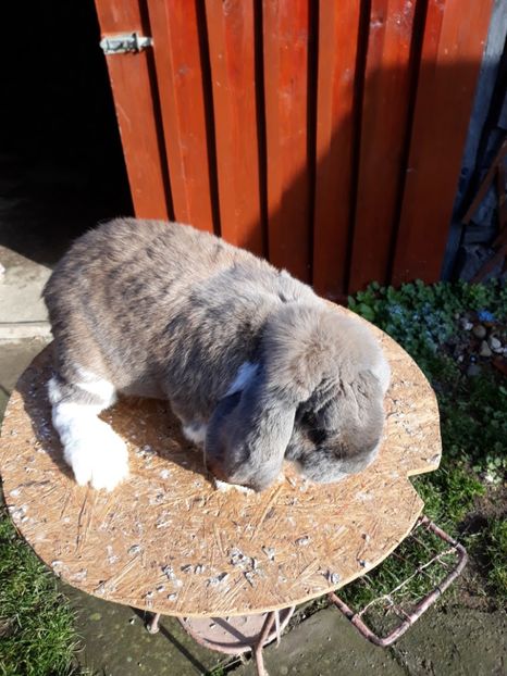  - 5 Mascul isabel mantulat