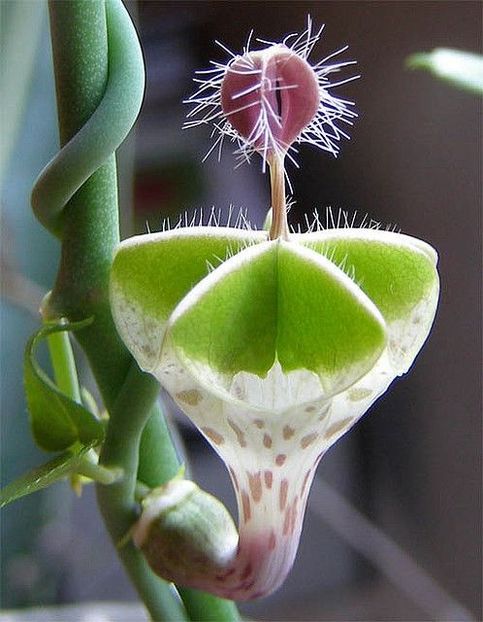 Ceropegia distincta var haygarthii - Ce-i frumos si lui Dumnezeu ii place