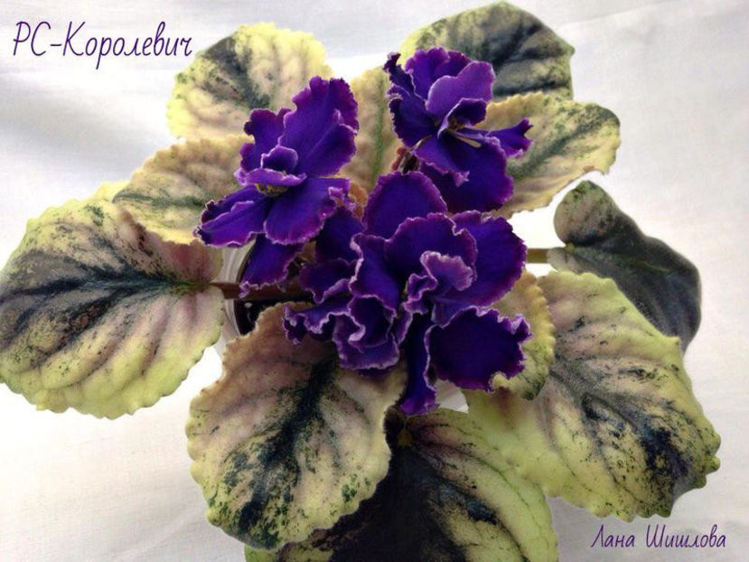 poza net - zzzz RS Korolevich