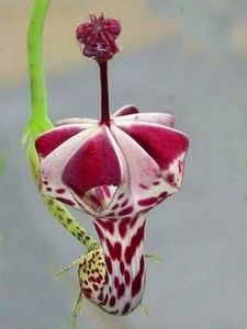 Ceropegia sandersonii - Ce-i frumos si lui Dumnezeu ii place