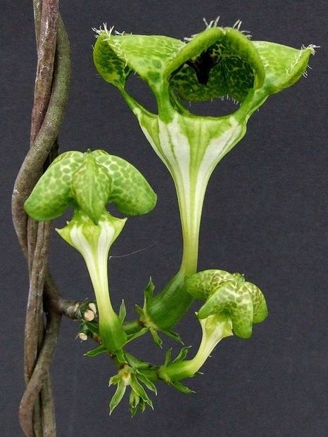Ceropegia sandersonii - Ce-i frumos si lui Dumnezeu ii place