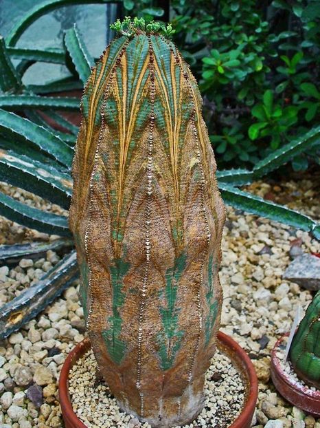 Euphorbia obesa - Ce-i frumos si lui Dumnezeu ii place