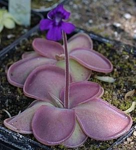 Pinguicula rectifolia - Ce-i frumos si lui Dumnezeu ii place
