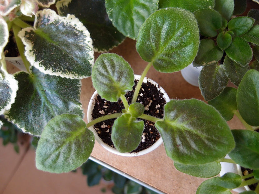 P3161067 - AE Lady Lorain