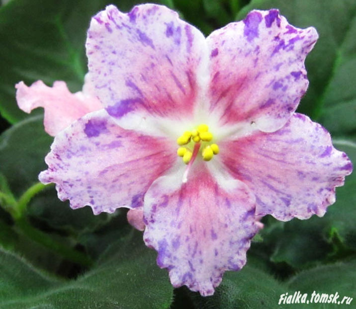 poza net - AE Lady Lorain