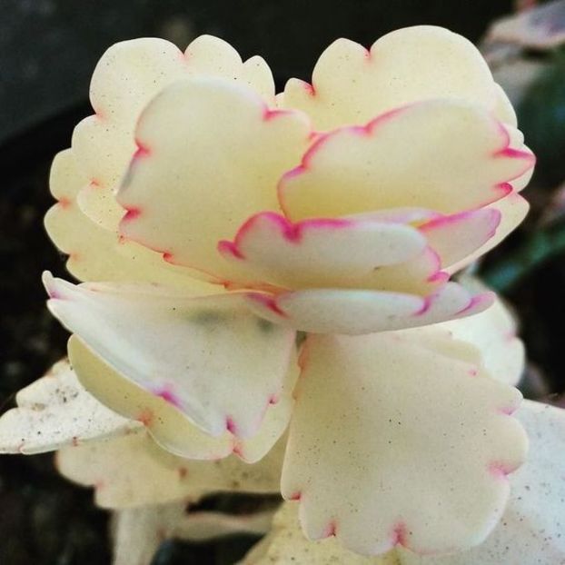 Kalanchoe albino - Ce-i frumos si lui Dumnezeu ii place