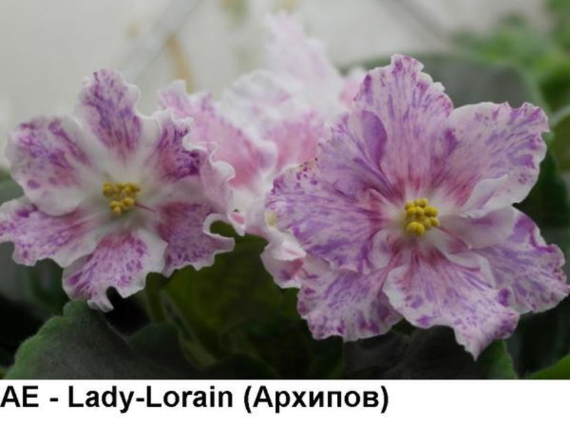 poza net - AE Lady Lorain