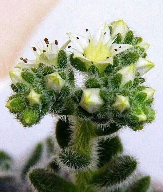 Pequeno Cactus - Ce-i frumos si lui Dumnezeu ii place
