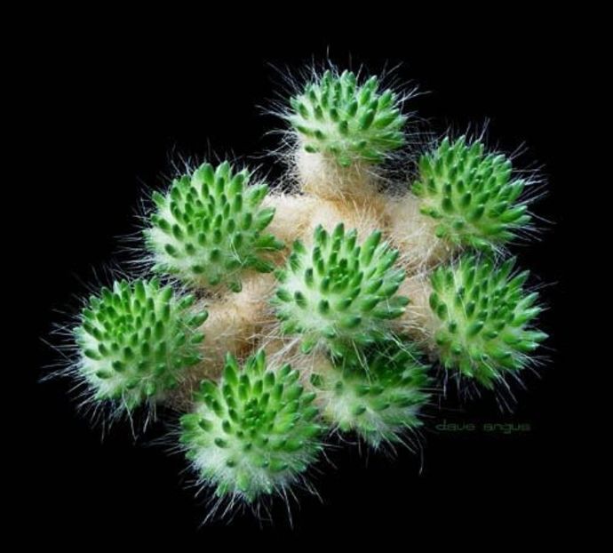 Tephrocactus malayana - Ce-i frumos si lui Dumnezeu ii place