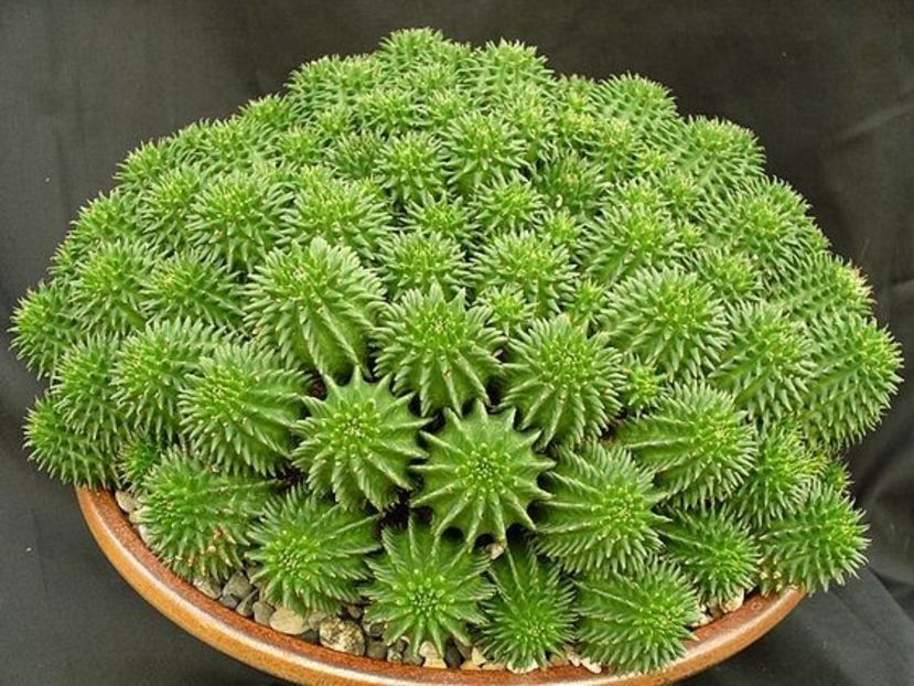Euphorbia suzannae - Ce-i frumos si lui Dumnezeu ii place