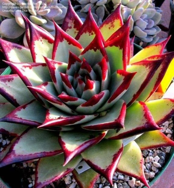 Echeveria Ebony Black - Ce-i frumos si lui Dumnezeu ii place
